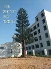 Longlife 50m Camouflaged Cell Phone Tower Tree