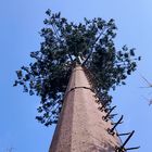 30m/S Coconut Tree Camouflage Cell Tower For Outdoor