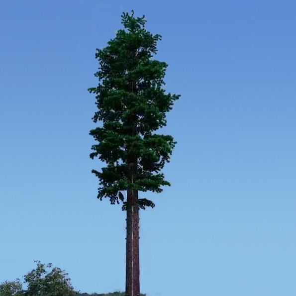 30m Pine Tree Camouflage Cell Tower For Communication